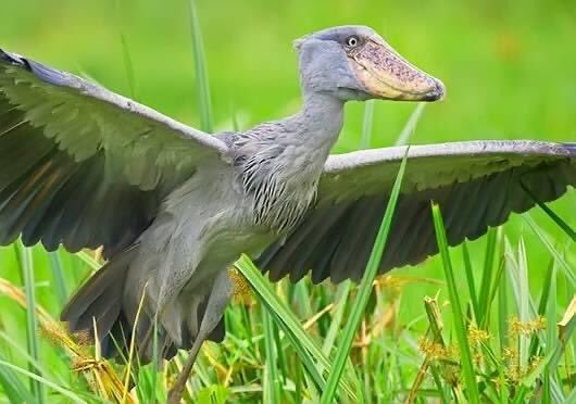 Shoebill Safari