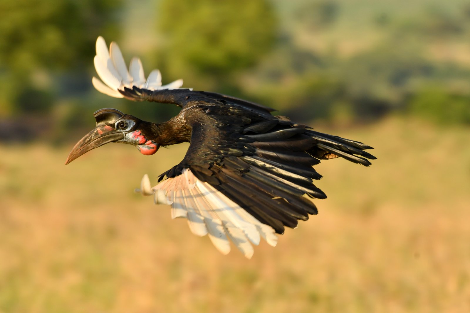 5-Day Birding & Savannah Adventure