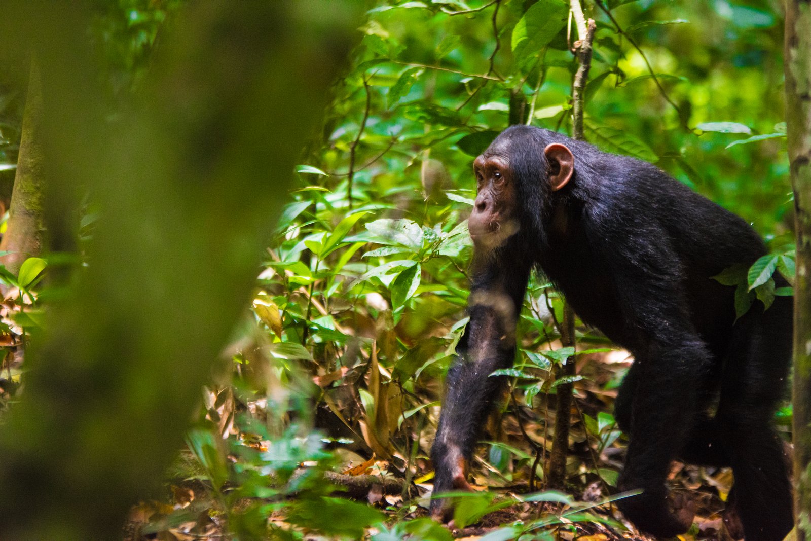 14-Day African Wildlife & Chimpanzee Trekking Safari