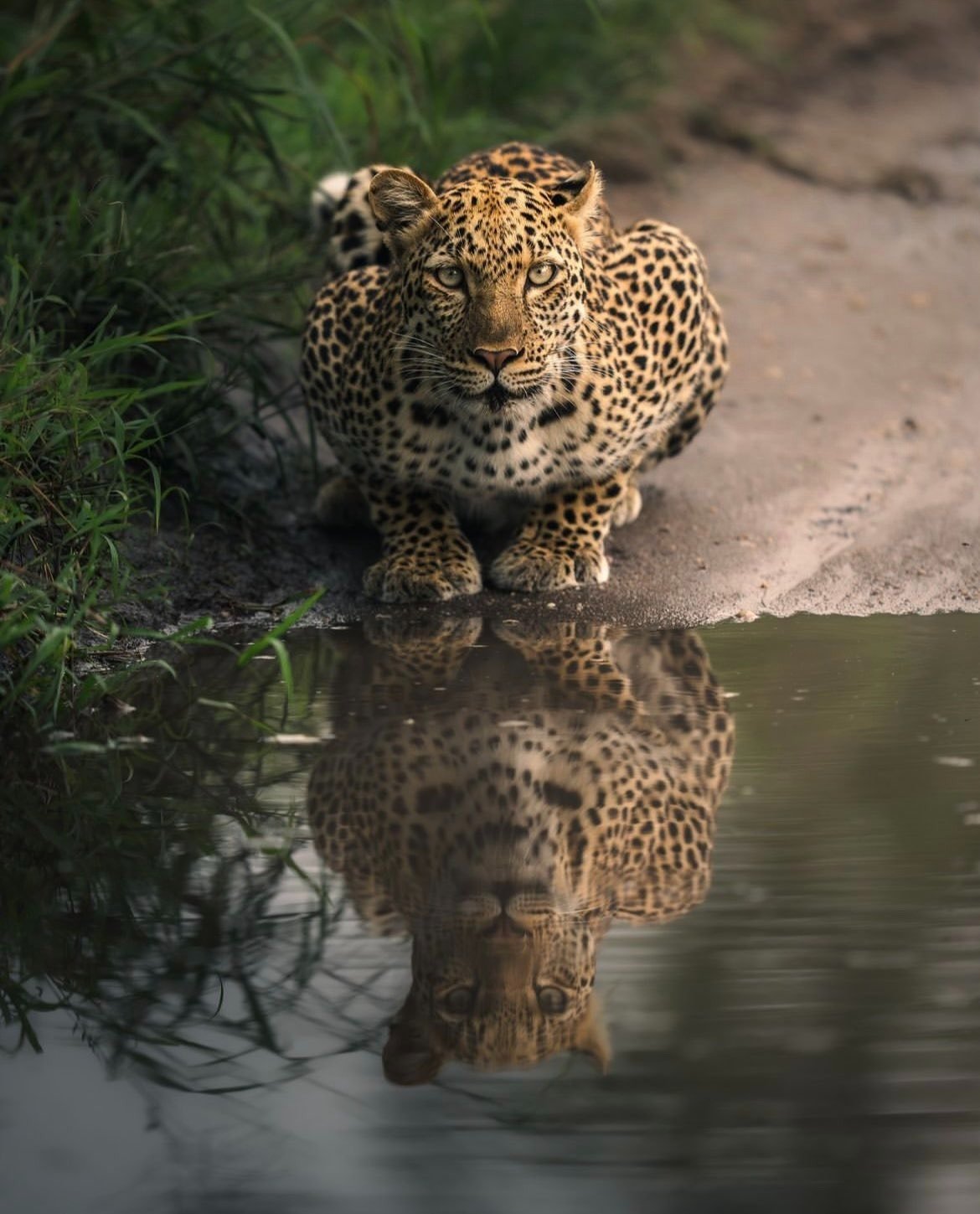 10-Day African Wildlife Odyssey