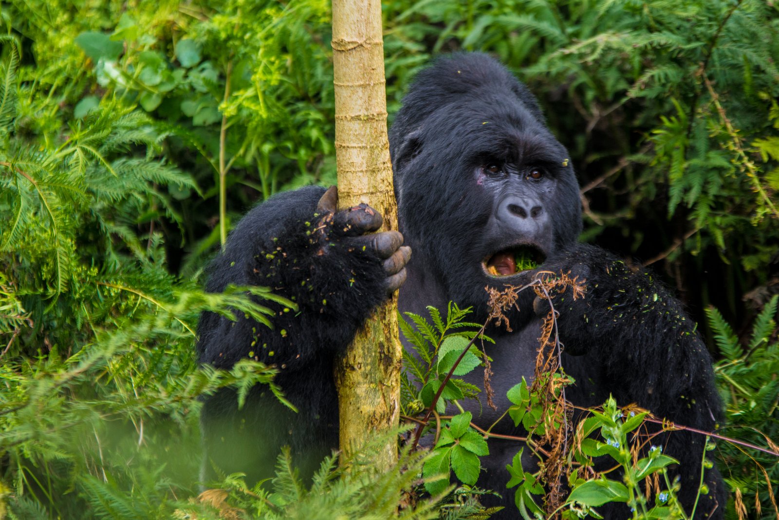 7-Day Gorilla Trekking Safari