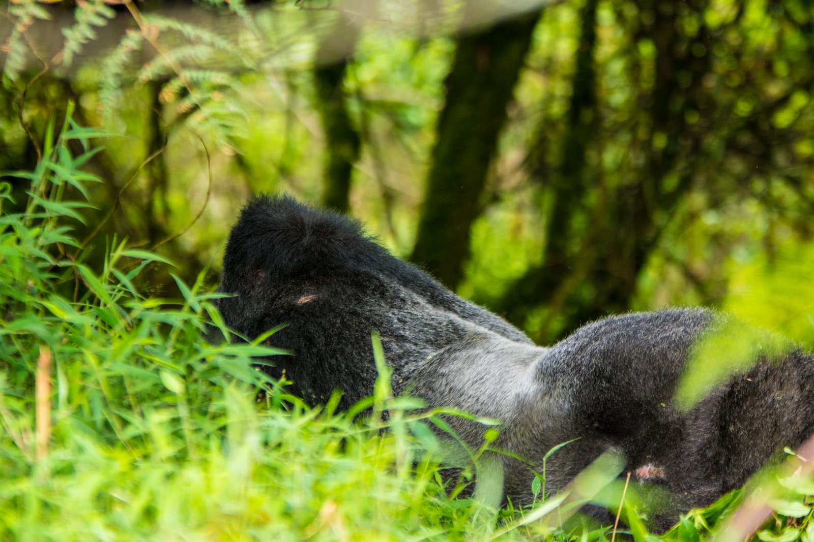 6-Day Uganda Gorilla & Wildlife Safari