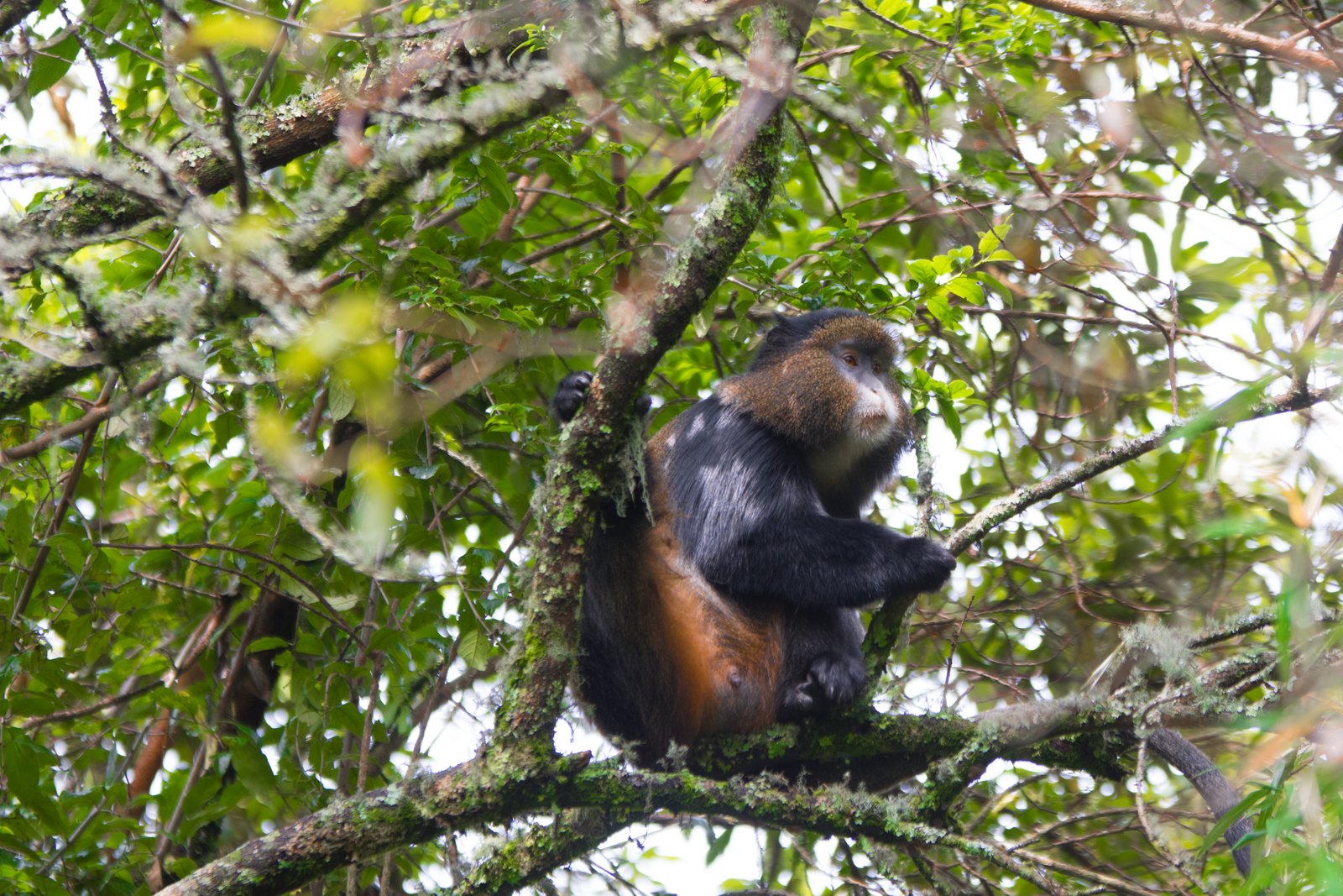 6-Day Rwanda Uganda Safari